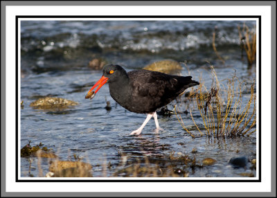 Oystercatcher
