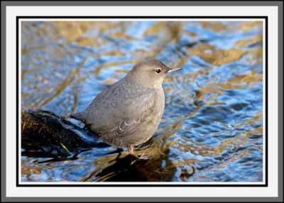 DIPPER