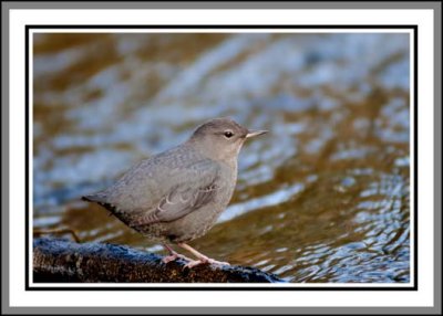 DIPPER