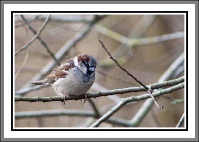 BLACK CAP CHICKIDEE