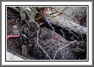 Great Horn Owl