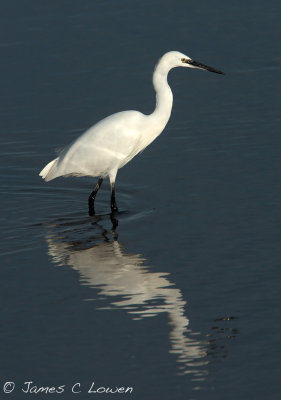 *NEW* Little Egret