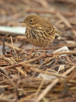 Meadow Pipit