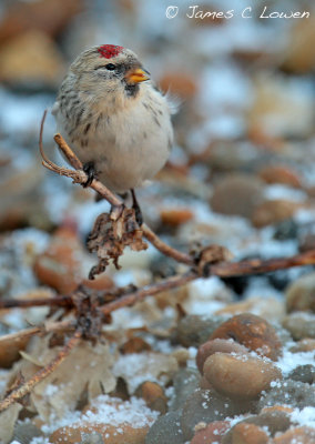 Hornemann's Arctic Redpoll