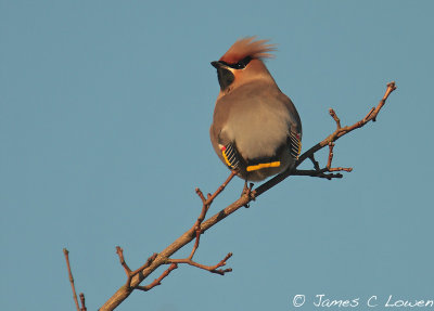 Waxwing