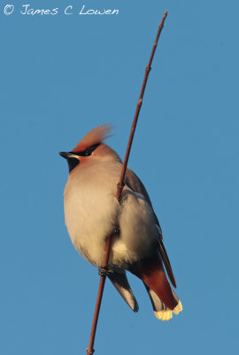 Waxwing