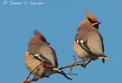 Waxwing