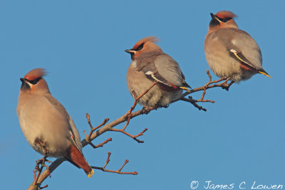 Waxwing