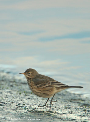 Buff-bellied Pipit