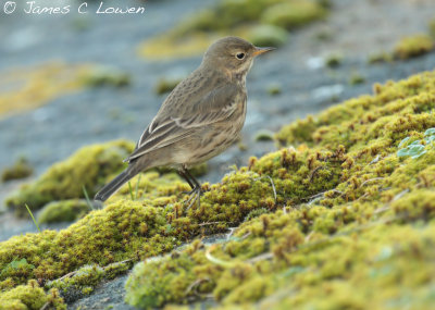 Buff-bellied Pipit