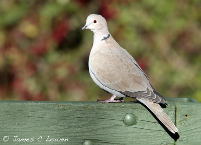 Collared Dove