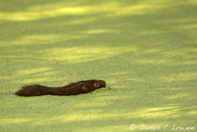 *NEW* Water Vole