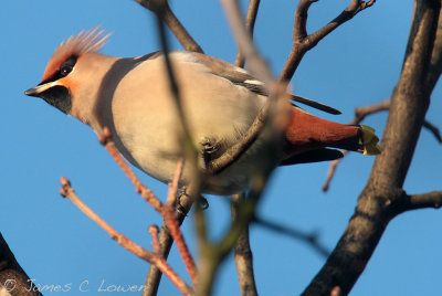 Waxwing