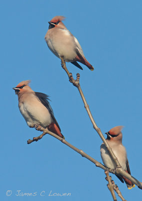 Waxwing