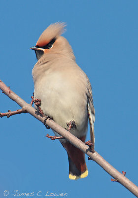 Waxwing