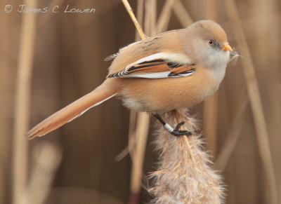 Bearded Reedling