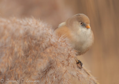 Bearded Reedling