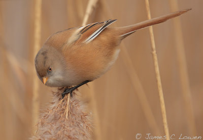 Bearded Reedling