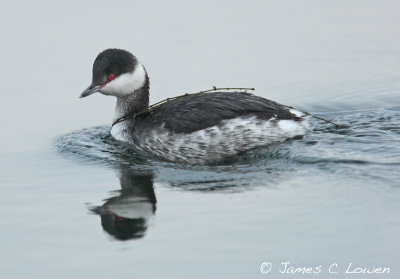 Slavonian Grebe