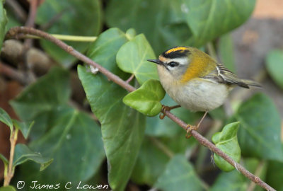 Firecrest