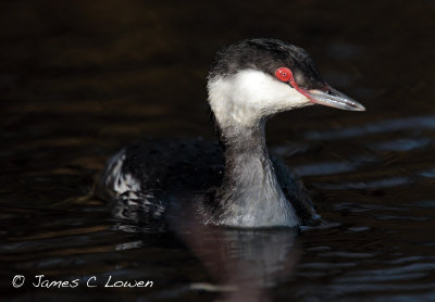 Slavonian Grebe