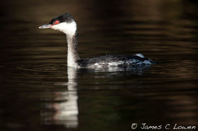 Slavonian Grebe