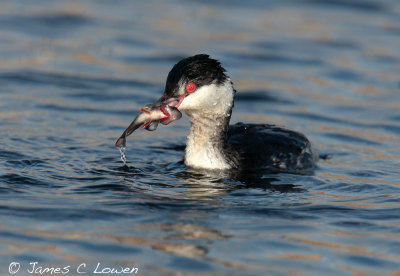 Wildfowl, divers & grebes