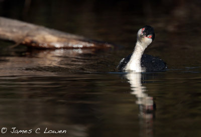 Slavonian Grebe