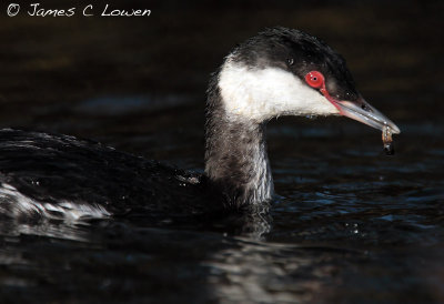 Slavonian Grebe
