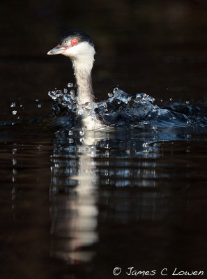 Slavonian Grebe