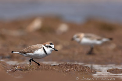 Kentish Plover