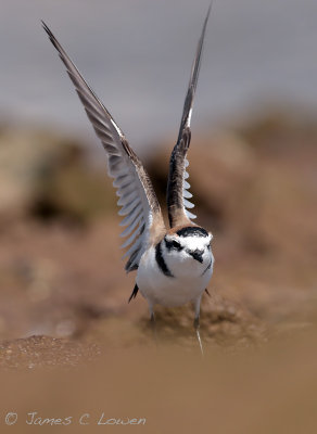 Kentish Plover