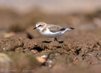 Kentish Plover