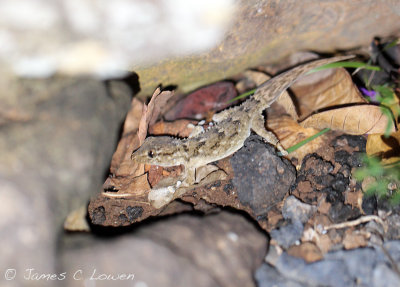 East Canarian Gecko