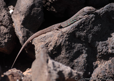 Haria Lizard (Lanzarote)