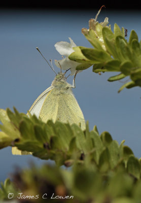 Large White