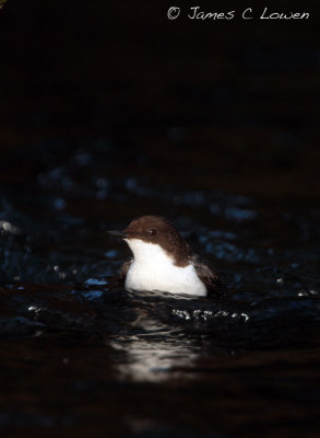 'Black-bellied' Dipper