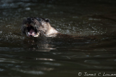 European Otter