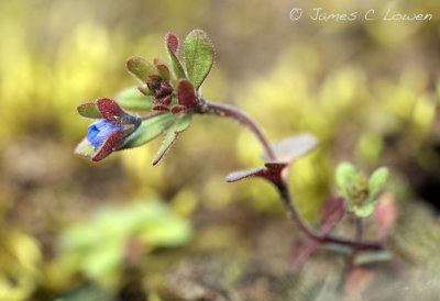 Breckland Speedwell