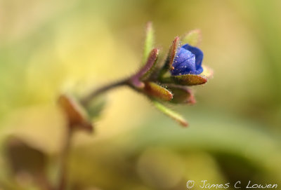 Breckland Speedwell