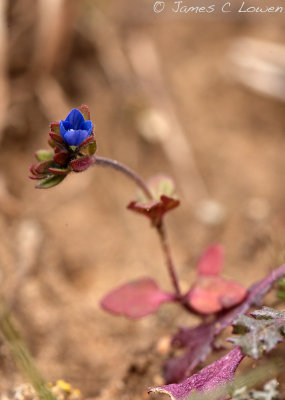 Breckland Speedwell