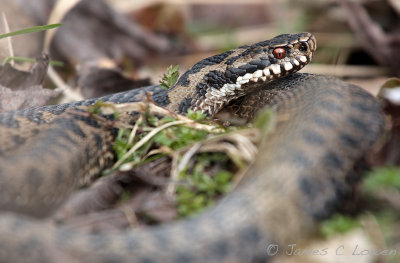 Adder