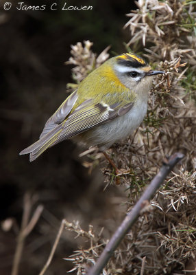 Firecrest