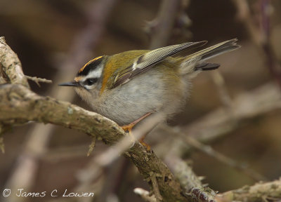 Firecrest