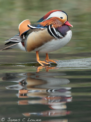 Mandarin