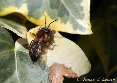 solitary bee sp