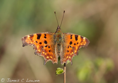 Comma