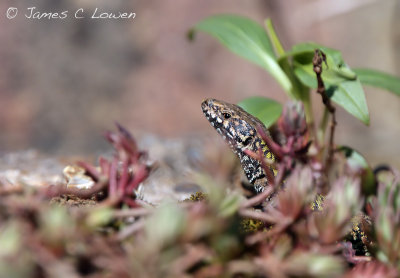 Common Wall Lizard