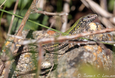 Common Wall Lizard