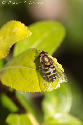 hoverfly sp tbc